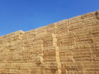 Wheat straw in compressed bales