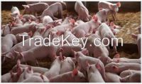 feed grade bile acid premix