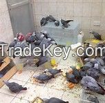 Fertile Parrot Eggs Of Various Species