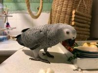 African Grey Parrots