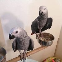African Grey Parrots