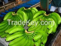 Cavendish Banana