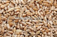 Wheat grain