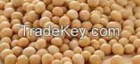 Soya Beans