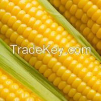 Maize