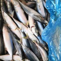 Frozen Sardine Fish and Frozen Horse Mackerel