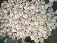 fresh garlic