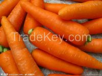 Fresh Carrot