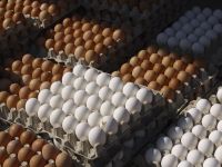 White and Brown Chicken Eggs 