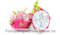 BINH THUAN DRAGON FRUIT / WHILE FLESH