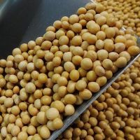 Soybeans