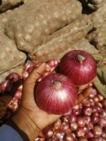 Red Onion