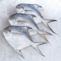 Frozen Silver Pomfret, Black, Red, Chines