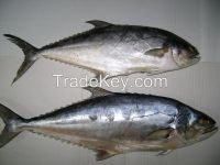 Whole Round Frozen Queen Fish (cardangidae)