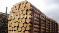  Wood logs pine, spruce