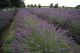 Kevin's Lavender Farm