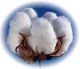 HKD Cotton Pakistan