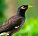 MYNA U.S.A.